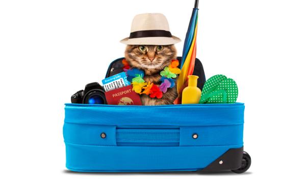 Viajando com seu animal de estimação